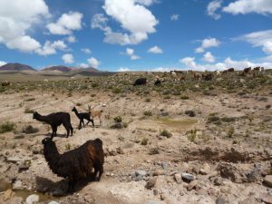 Lama's Colca Canyon tour Peru