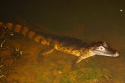 Caiman tour at night