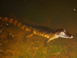 Caiman Cuyabeno Amazon tour