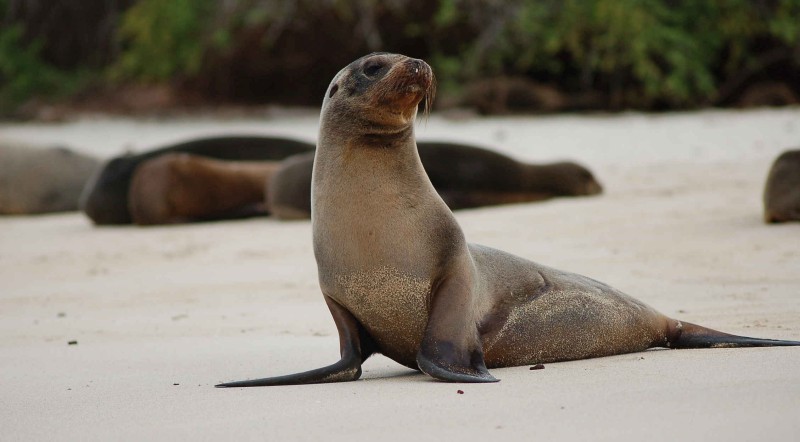 Sea lion in Galapagos Tour