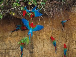 Macaw Amazon clay-lick