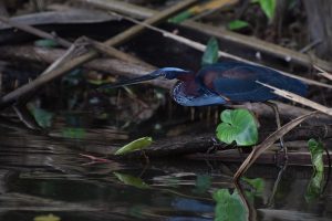 Heron in Tambopata Amazon reserve