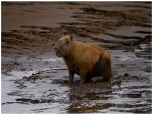 Capybara Amazone Peru
