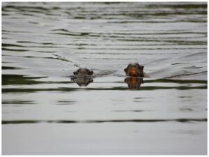Otters in the Cotococha Lake Tambopata