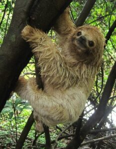 Sloth in Amazon Iquitos Peru