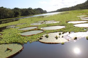 Giant lelies Amazon Iquitos tour Peru