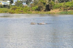 Pink dolphins Amazon Iquitos Peru