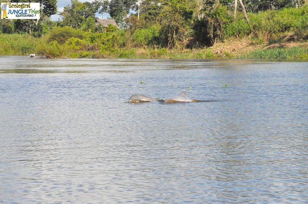 Roze dolfijn Iquitos Amazone tour Peru