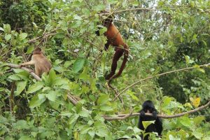 Monkeys Cuyabeno Amazon Ecuador