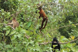 Spider monkeys in Amazon Peru