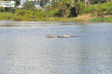 Dolphins in Iquitos Amazon Peru