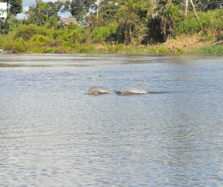 Dolphins in Iquitos Amazon Peru