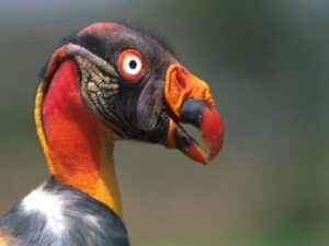 King fulture Amazon Peru