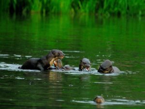 Reuzen otters in Manu tour Peru
