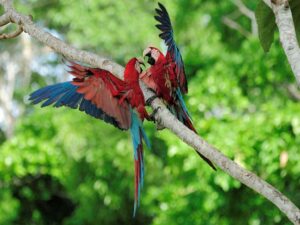 Red macaws Manu Amazon Peru