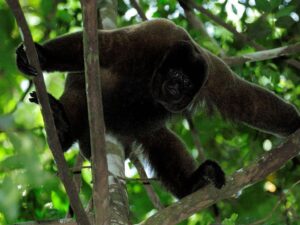 Wooler monkey Amazon Peru