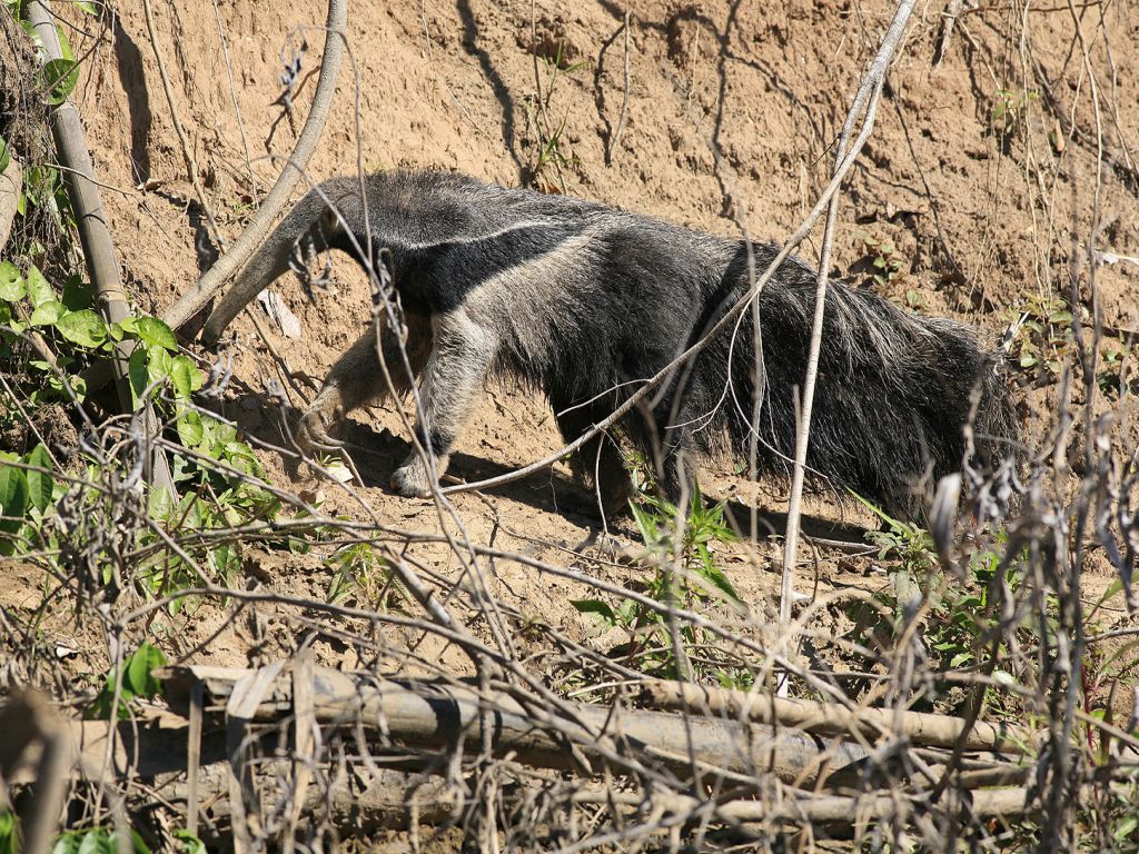 Giant anteater in Manu