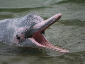 Roze dolfijn in Amazone regenwoud