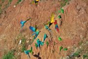 Tambopata Amazon Clay Lick