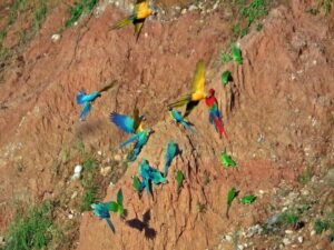 Macaw clay-lick Amazon Tours