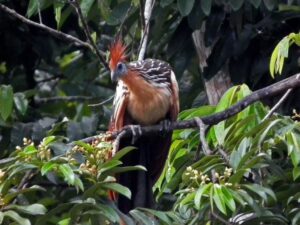 Hoatzin Amazone tour Peru reis