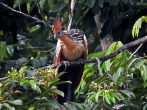 Hoatzin Amazon Bolivia