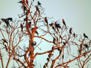 Macaws in tree in Tambopata