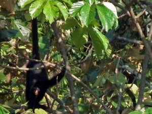 Spider monkey Tambopata Peru