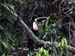 Toucan in the Amazon Rainforest