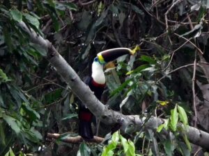 toucan in Amazon rainforest tour Ecuador