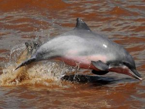 Pink dolphin in Amazon