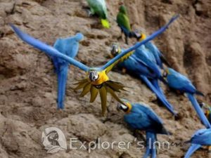 Explorer's Inn Amazon Macaws