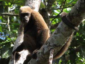 Wooler monkey Amazon