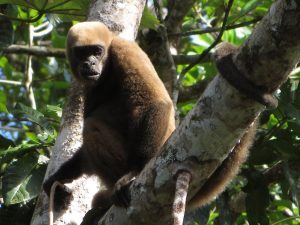 Wolaap Cuyabeno Amazone Ecuador