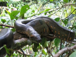 Boa Amazon Ecuador