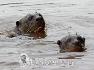 Otters Tambopata Amazone tour