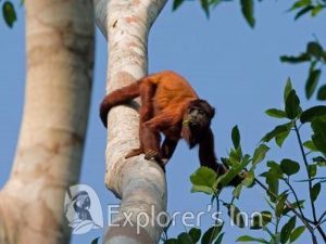 Explorer's Inn Amazon monkey