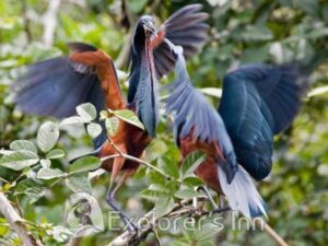 Tropical Amazon birds