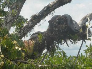 Anaconda Amazon kayak tour