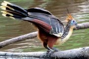 Hoatzin vogel in Amazone Regenwoud