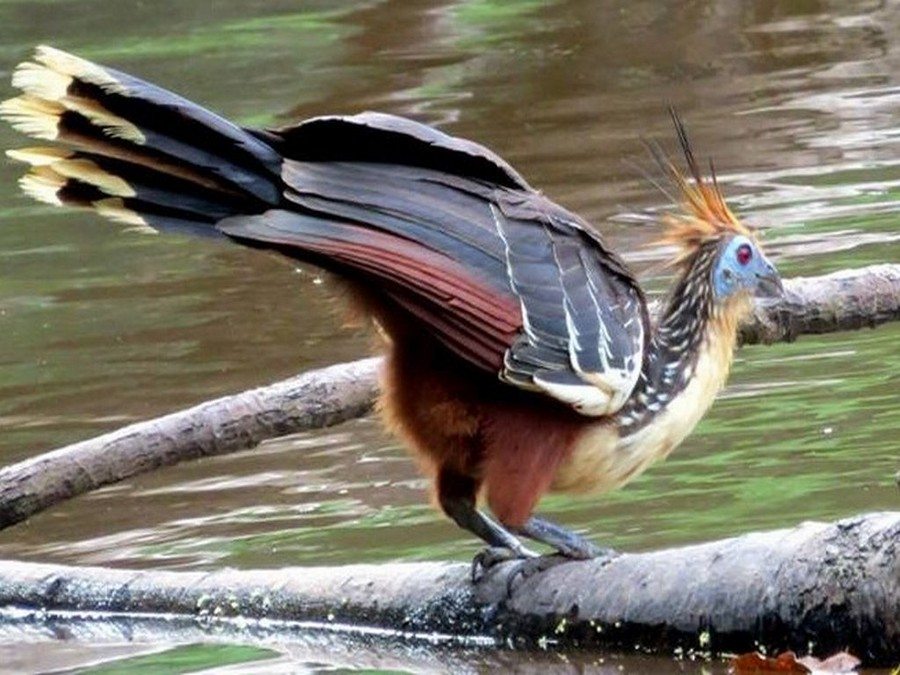 Hoatzin vogel in Amazone Regenwoud