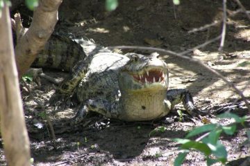 Caiman Bolivian Pampas tour