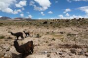 Lama's in Colca Canyon