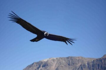 Condor Colca Canyon tour in Peru