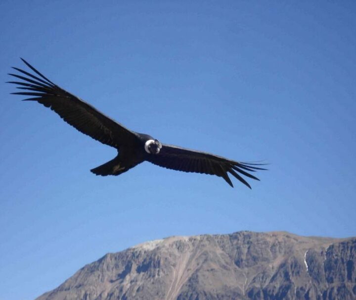 Condor Colca Canyon tour in Peru