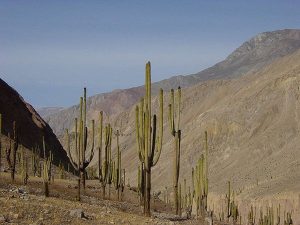 Cacti in Cotahuasi Valley
