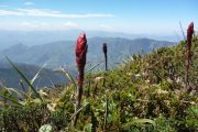 Hiking through Podocarpus Park