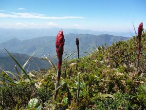 Hiking through Podocarpus Park