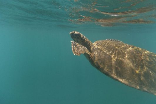 Swimming Galapagos turtle