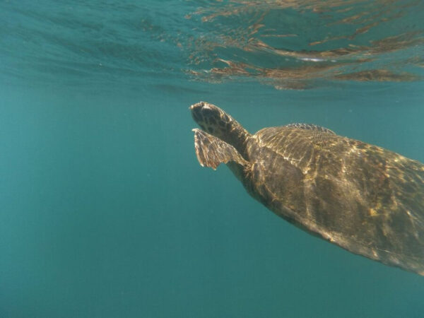 Swimming Galapagos turtle